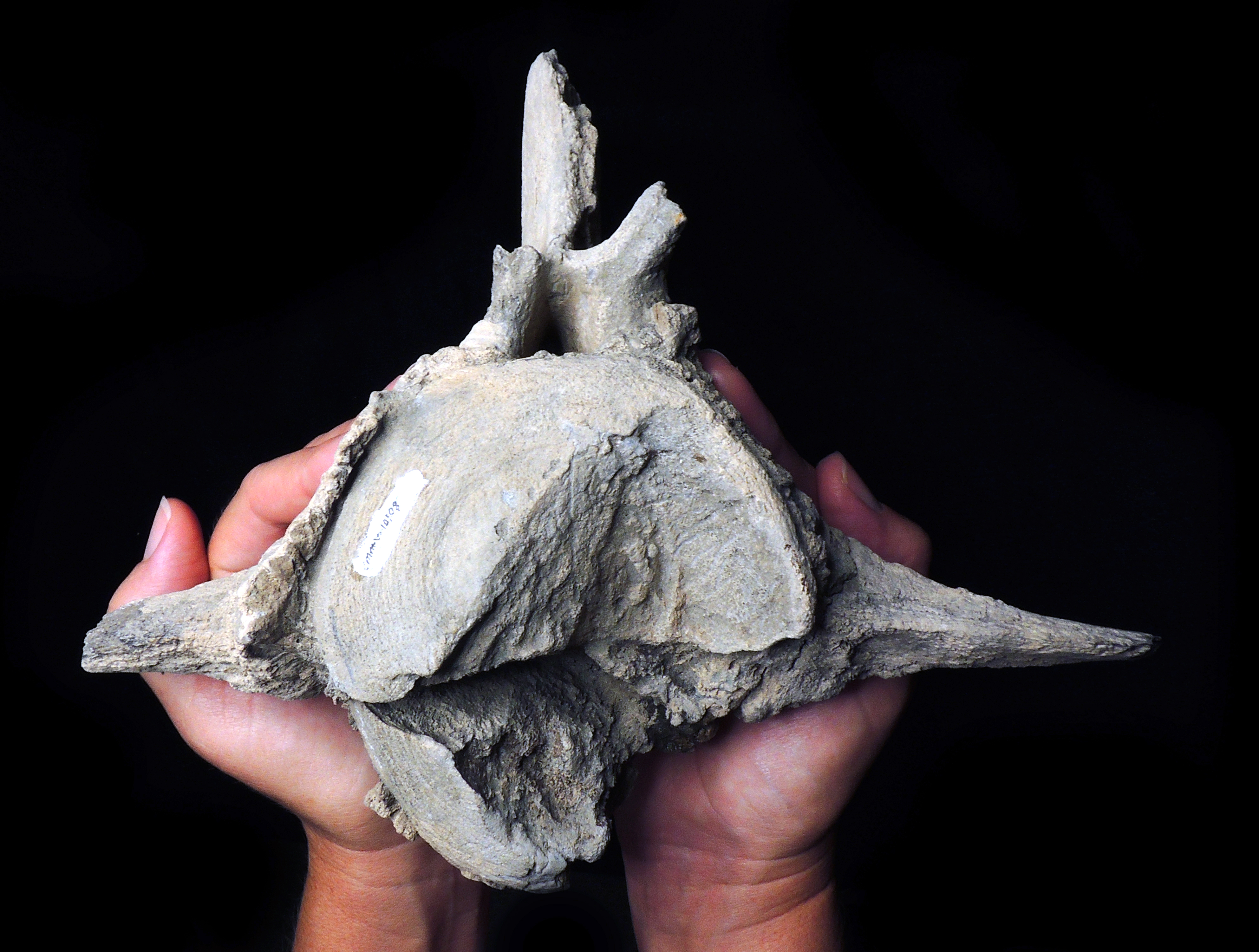 Calvert Cliffs Discovery Fuels Megalodon Hunting Theory