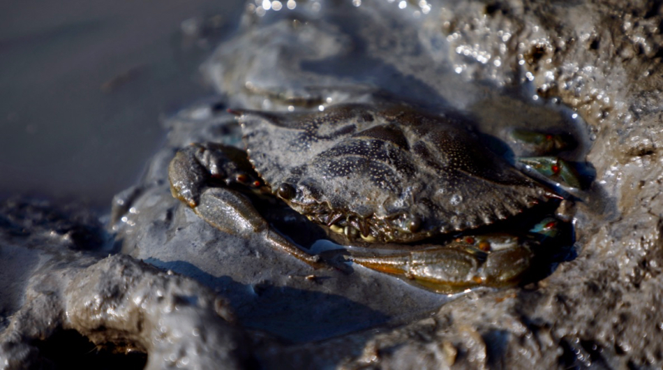 VIDEO: Va. Blue Crabs Attack From Land, First Time Recorded by Scientists