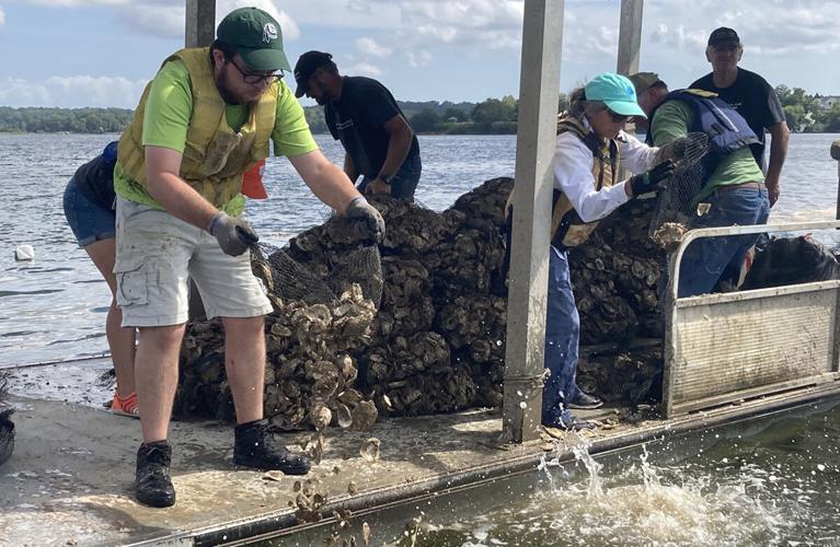 Volunteers Won't Give up on Oysters in St. Mary's  Co. Waterway