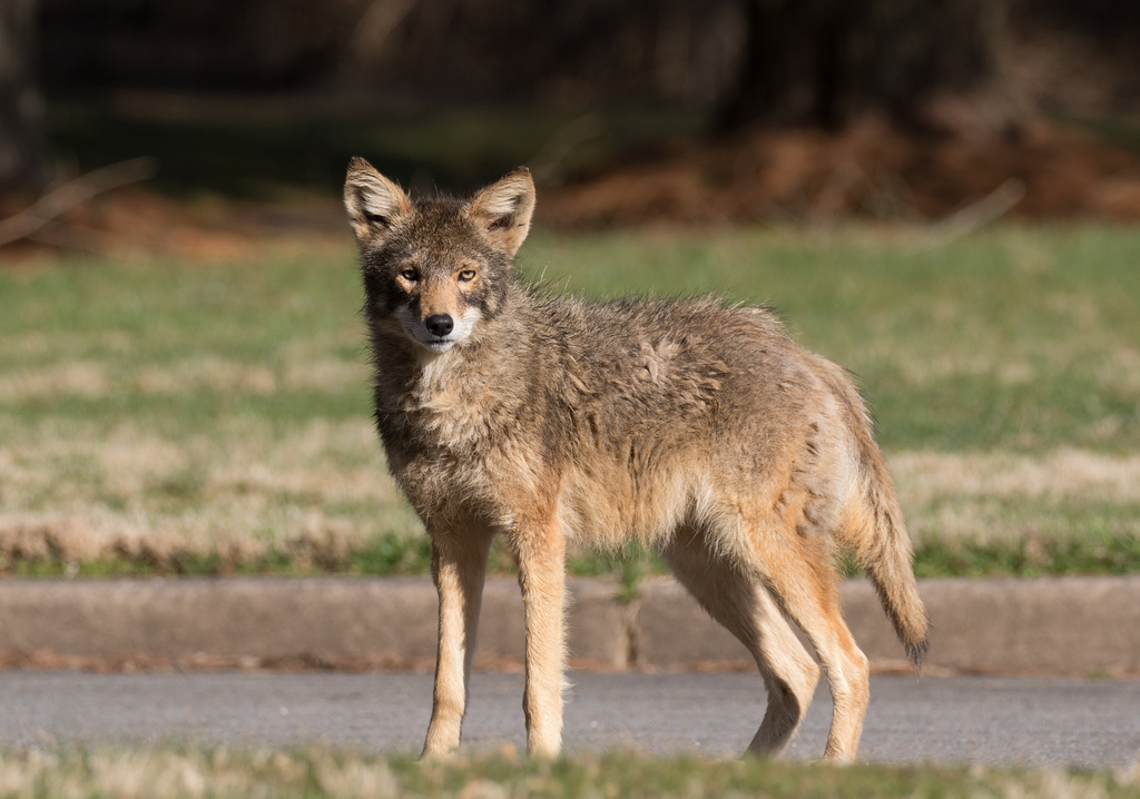DNR Cracks Down on Coyotes Brought into Bay Region