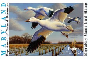 Game Bird Stamp Contest Calls for Artists