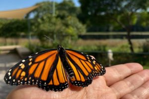 VIDEO: Monarch Butterflies Tagged, Released to Rebuild Population