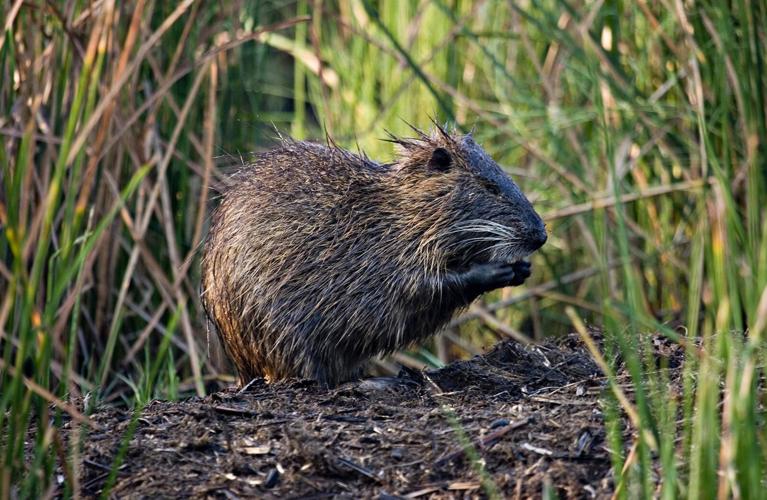 Giant Rodents Eradicated on Md. Eastern Shore