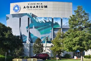 Lofty New Sea Turtle Mural to Greet Va. Aquarium Visitors