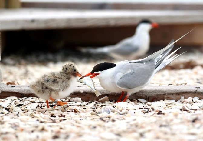 Shorebird Success: Manmade “Island” Draws Largest Breeding Colony of Endangered Birds