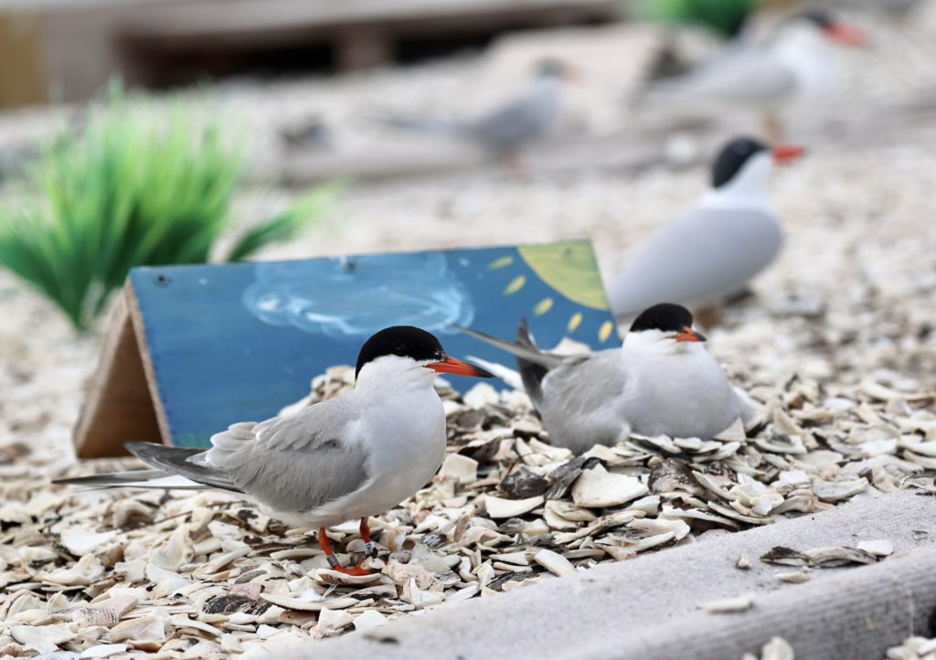 Saving Island Birds | Chesapeake Bay Magazine