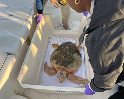 Frostbitten Sea Turtle Rescued in Lynnhaven River, Va. Aquarium Rescue Center at Capacity