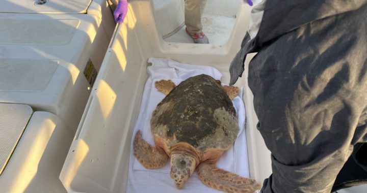 Frostbitten Sea Turtle Rescued in Lynnhaven River, Va. Aquarium Rescue Center at Capacity