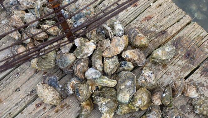 Md. Sues Over Repeated St. Mary’s Overflows that Tainted Oysters