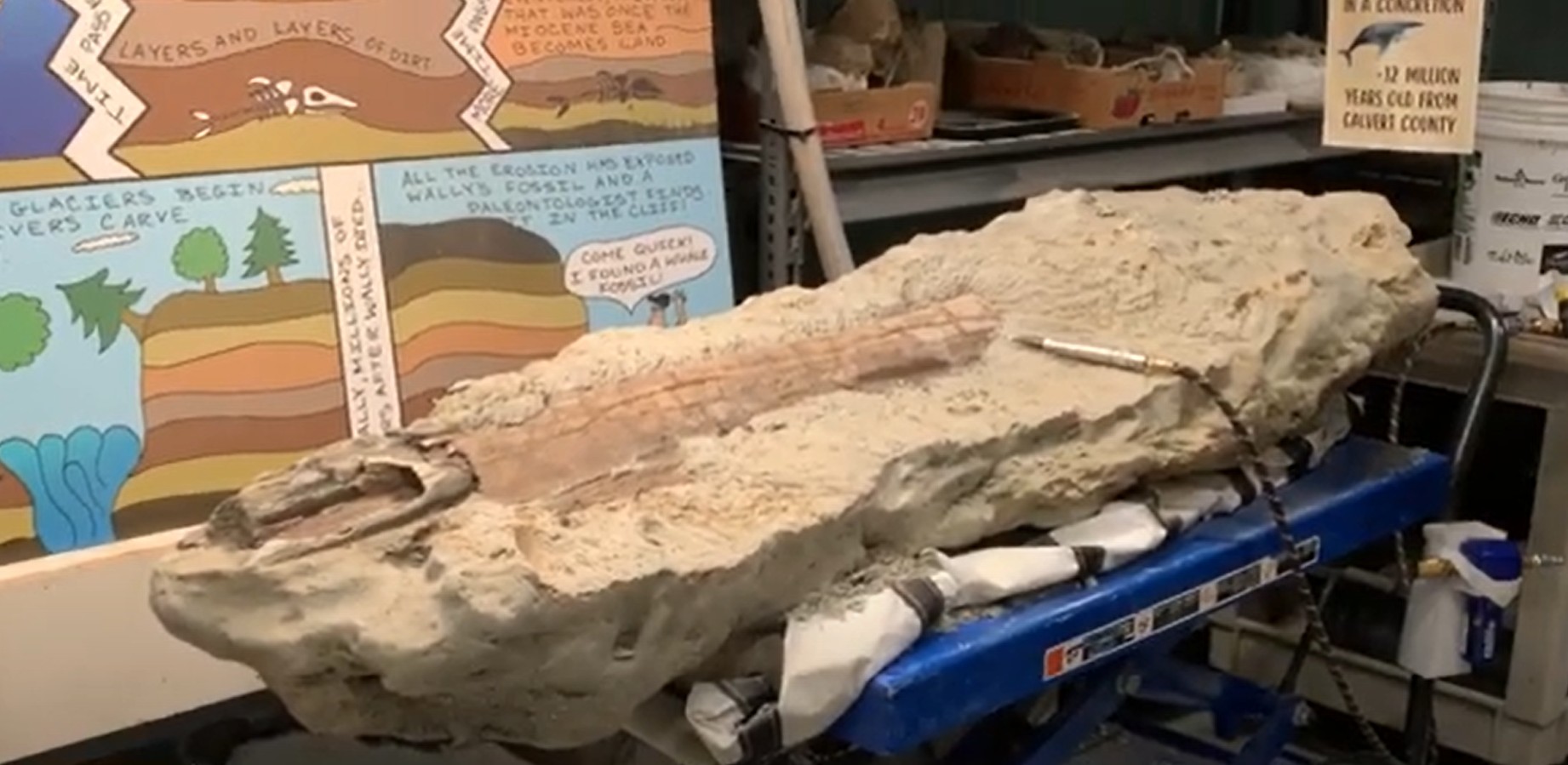 VIDEO: How to Make Your Own Fossil Discoveries on the Bay
