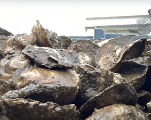 VIDEO: Oyster Farm Leader & Scientists Developing Synthetic Oyster Shell