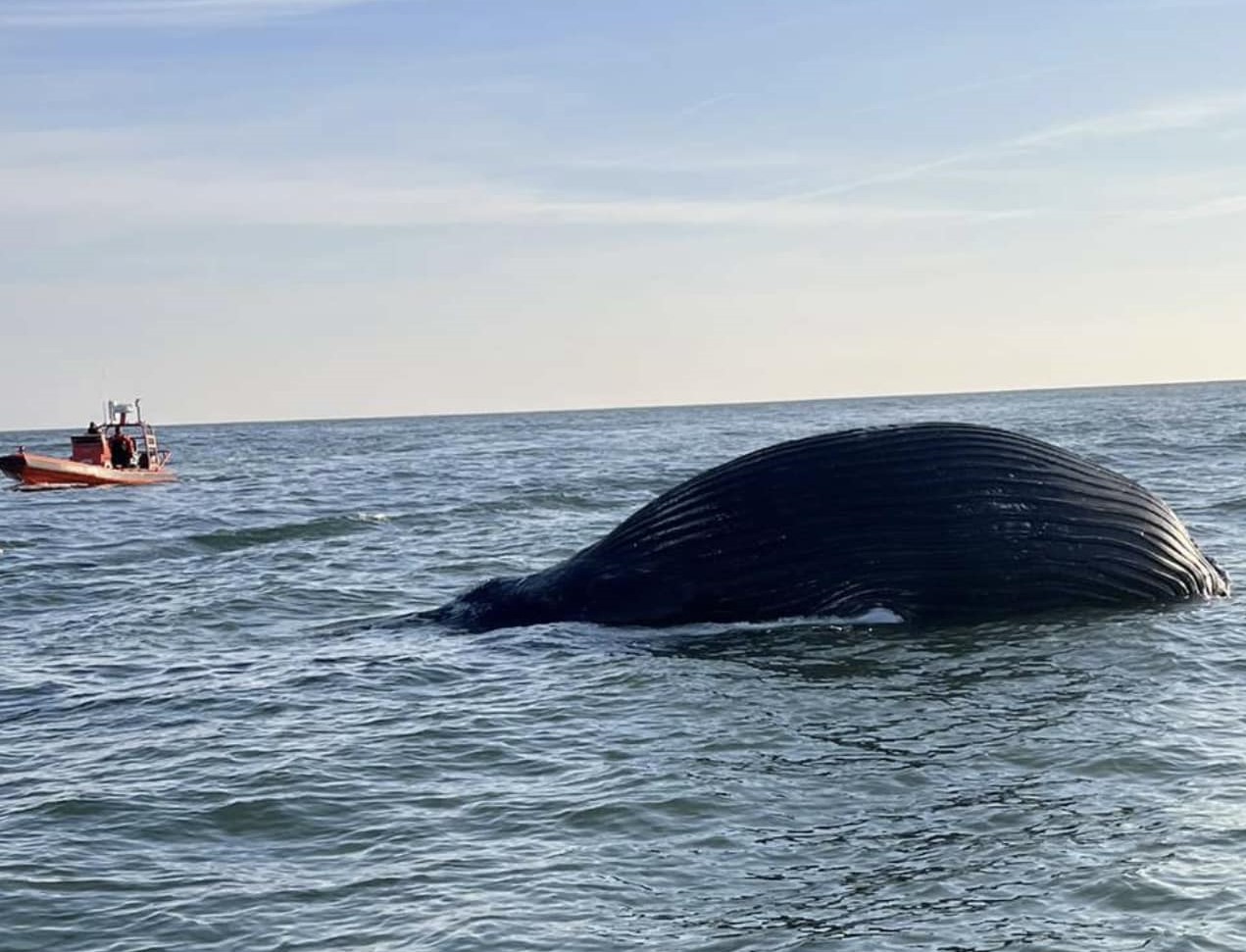 Latest Dead Humpback Whale Found Floating Near Mouth of Bay