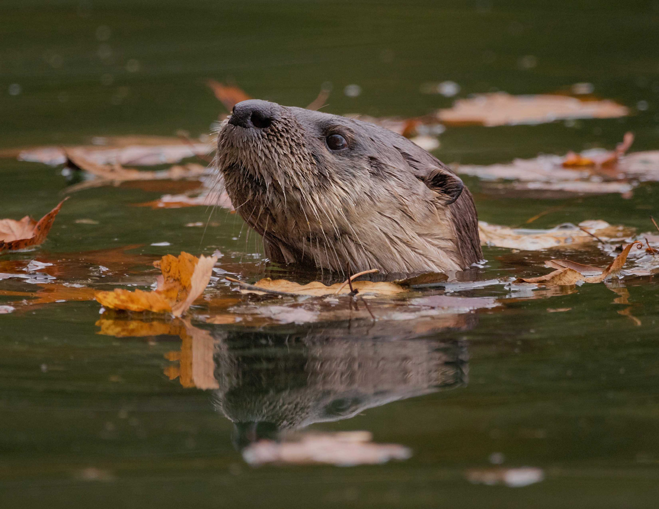 River otter  Washington Department of Fish & Wildlife