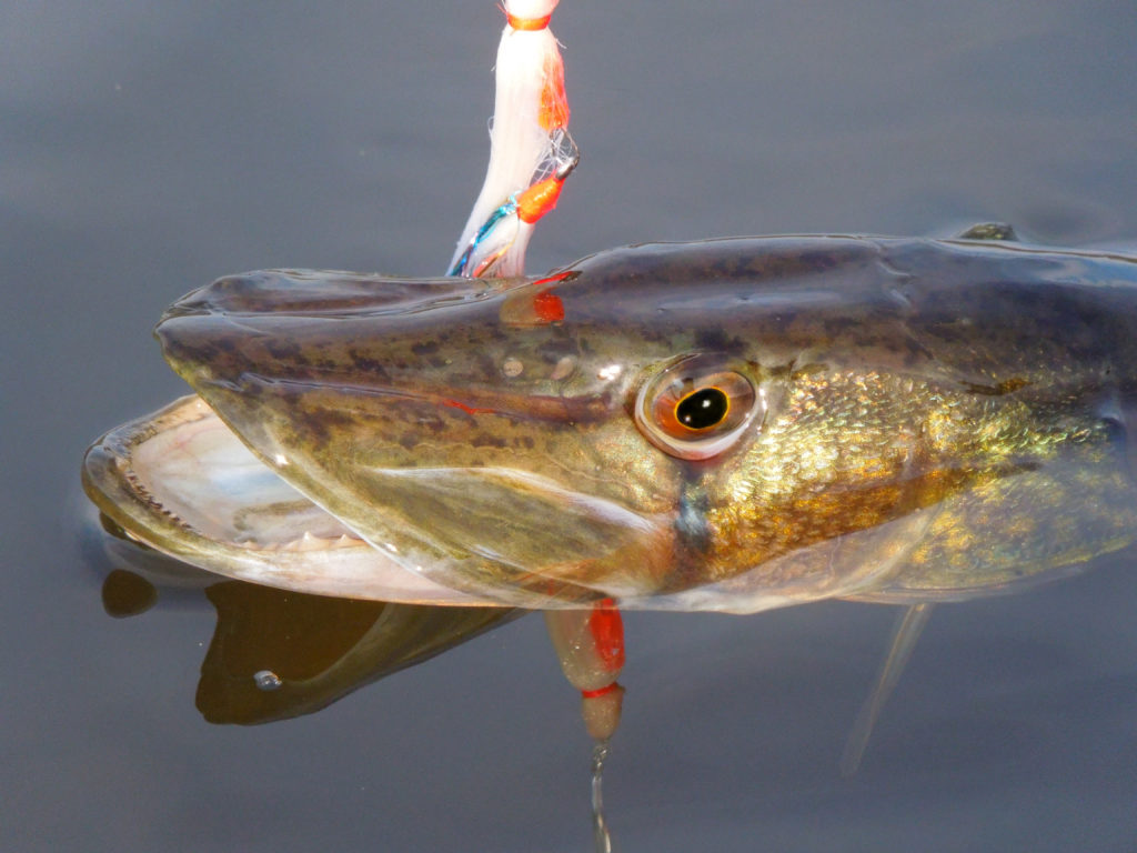 the chain pickerel I caught on the Inns rod and lure - Picture of