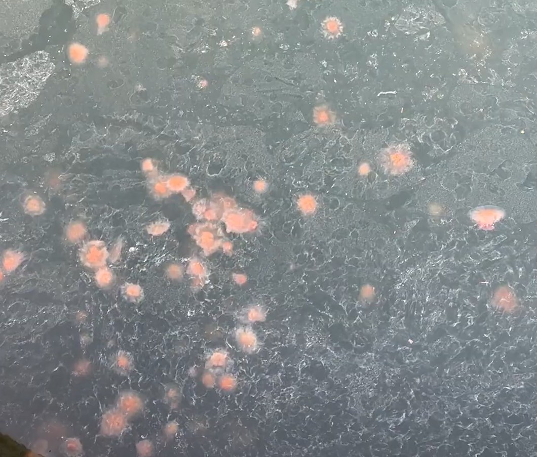 VIDEO: Why are Jellyfish Appearing En Masse on the Bay?