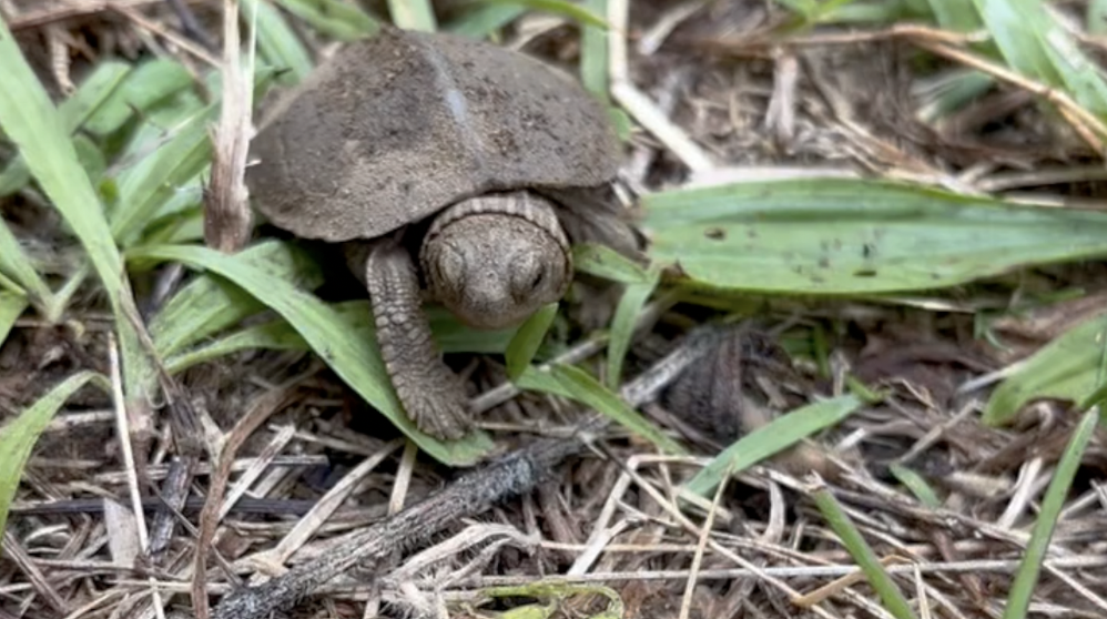 VIDEO: Cleanup Volunteers Get Rare Glimpse of Endangered Turtles Hatching