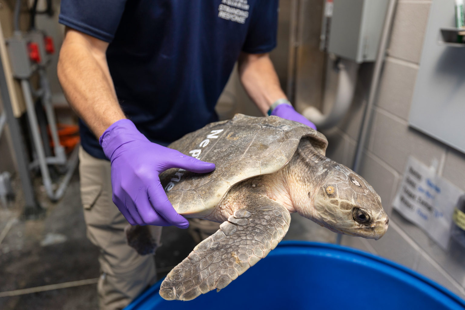 VA Aquarium Takes in Sea Turtles Hooked by Anglers | Chesapeake Bay ...