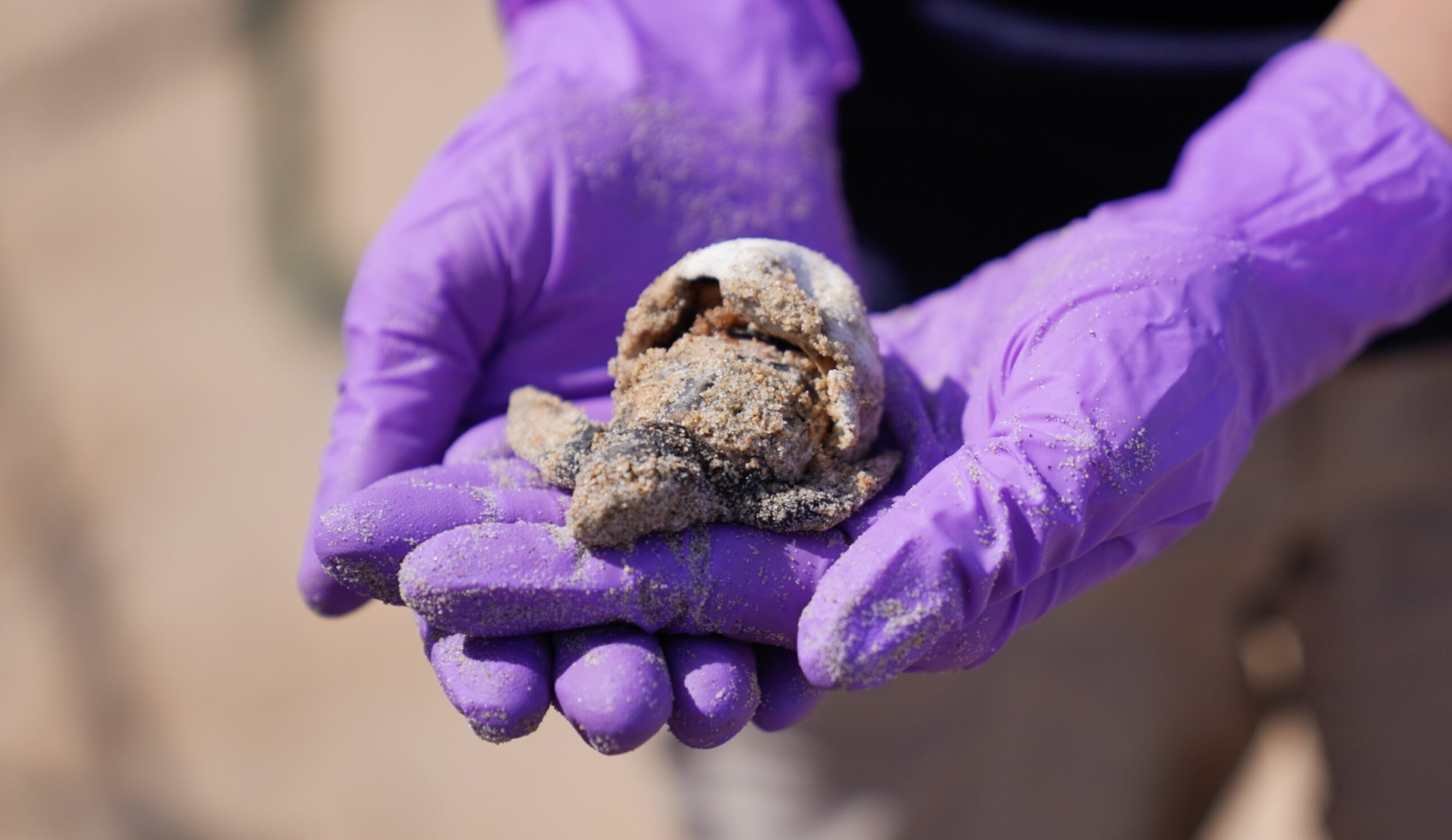 Endangered Loggerhead Turtle Nest Hatches in Virginia Beach, Under ...