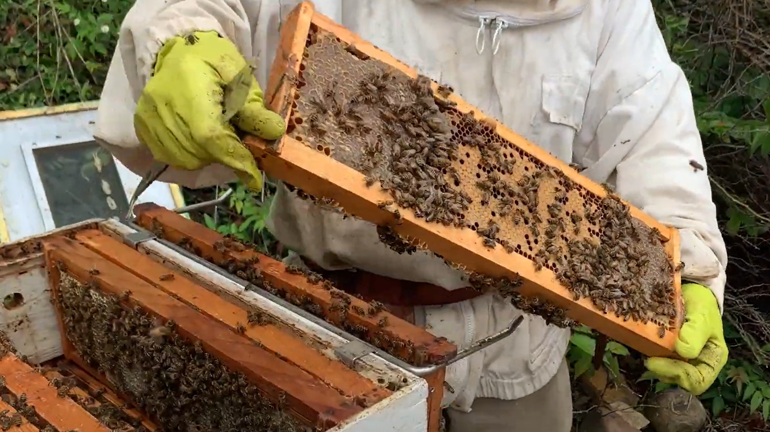 Video Shorerivers Shows Aspiring Beekeepers How Hives Benefit The Bay Chesapeake Bay Magazine 5070