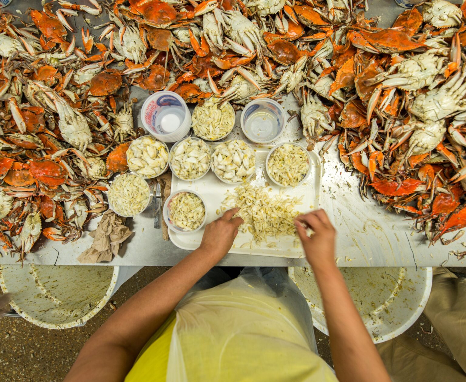 Feds Double Seasonal Worker Visas Ahead of 2024 Crab Season