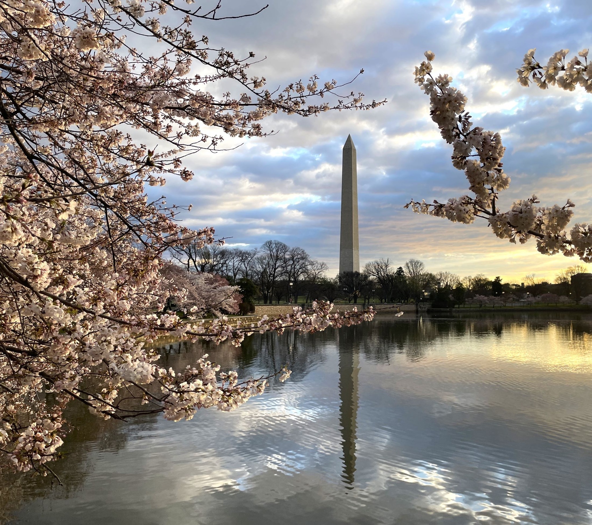 140 Tidal Basin Cherry Trees to be Cut Down for Seawall Construction ...