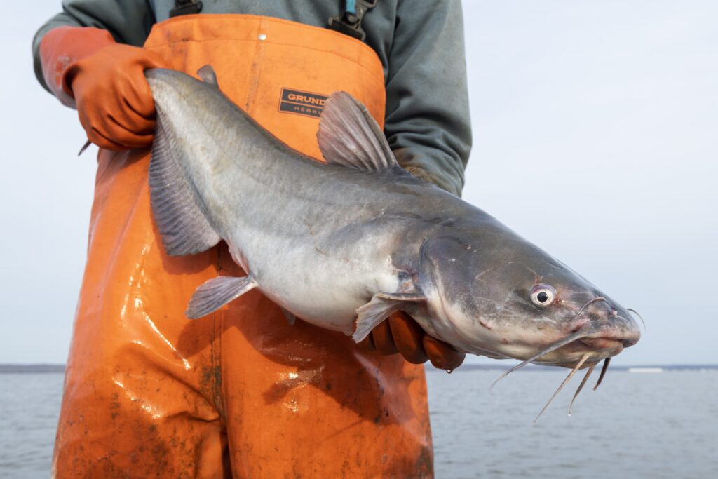The Problem with Having the Blues: the Unwelcome Blue Catfish