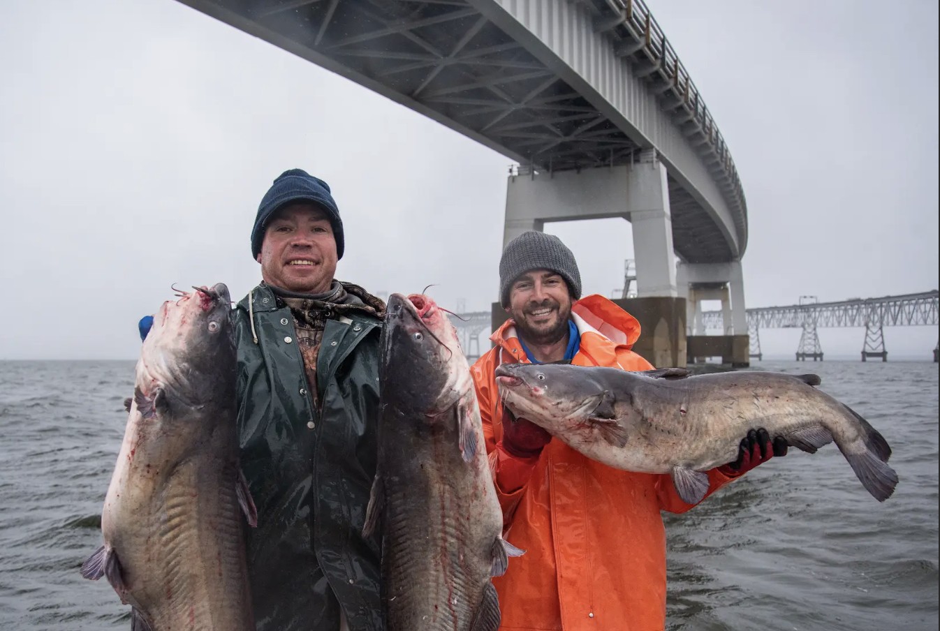 Faces of the Bay: Solving the Blue Catfish Problem | Chesapeake Bay