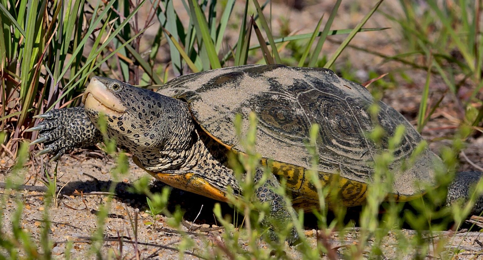 VIDEO: VA Paddlers Count Terrapins in 