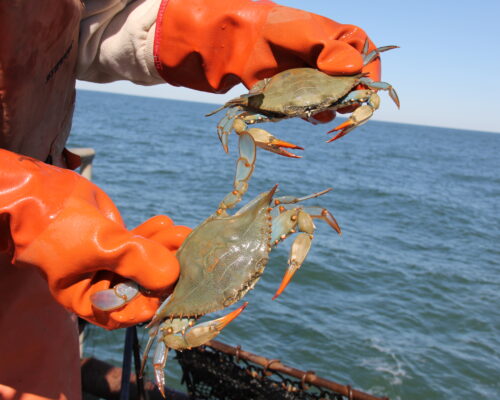 VA Lifts Ban on Winter Crab Harvest, MD Condemns Decision