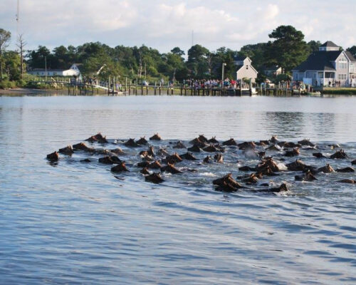 Herding Horses: How to Watch the 99th Chincoteague Pony Swim