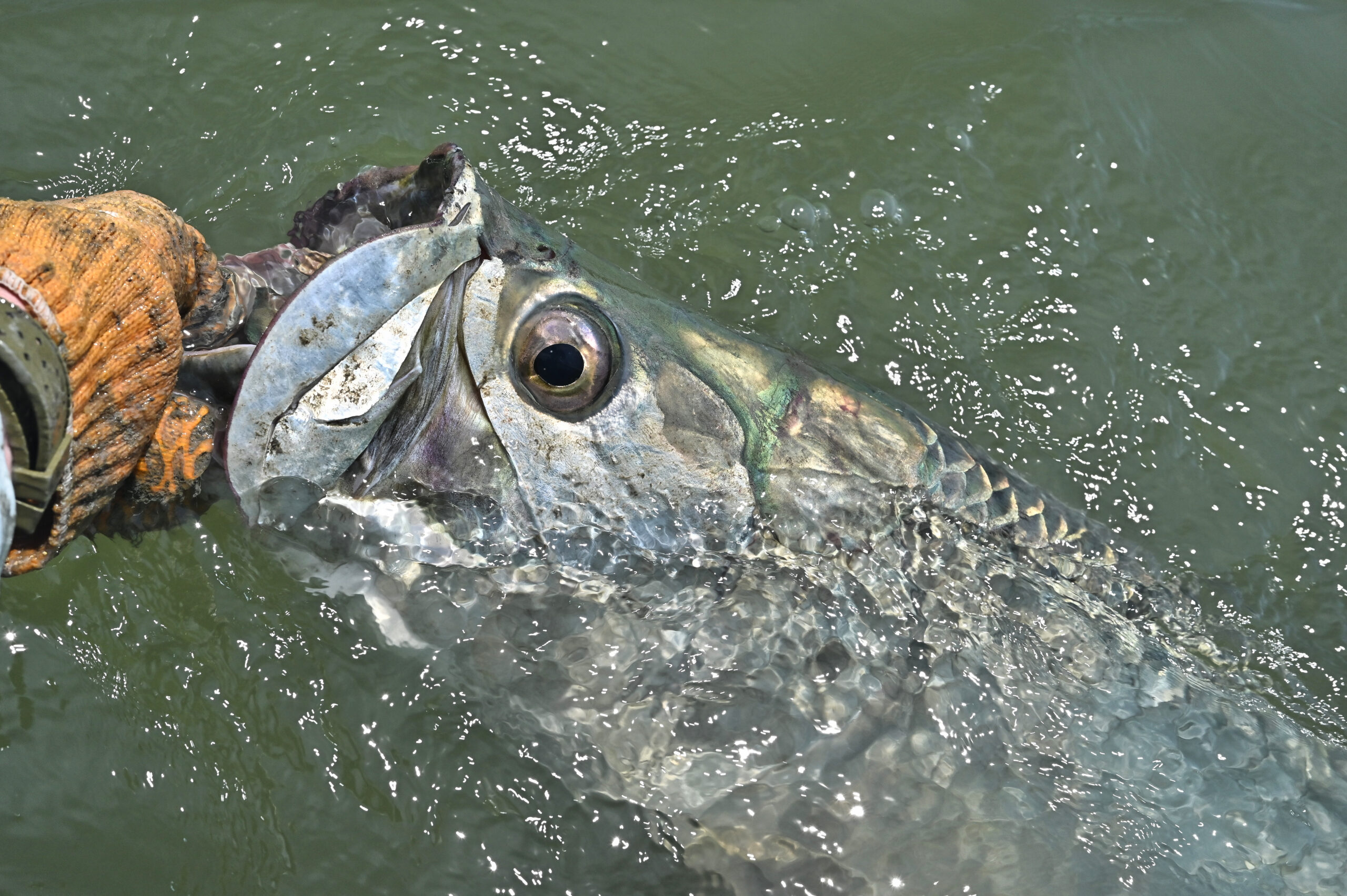 Tarpon in MD? A surprisingly wild fish caught far north