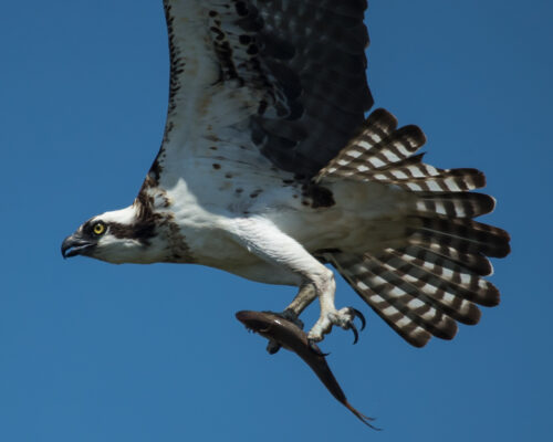 Study Links Menhaden Depletion to Osprey Chicks Starving in Nests