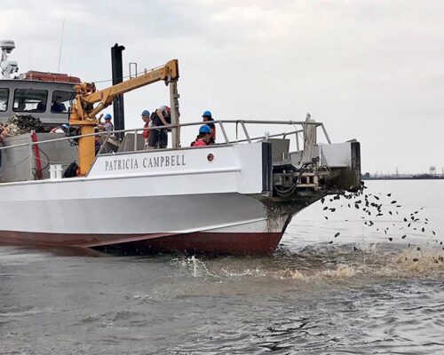 $500K Grant Will Put 10 Acres of Oysters into Bustling Hampton River