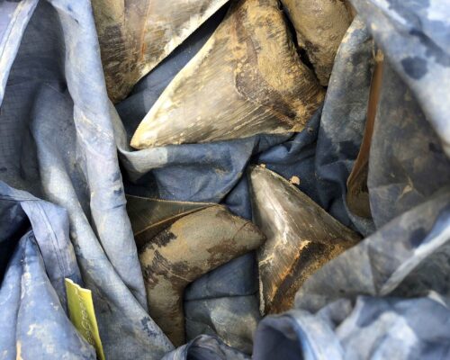 Set of Teeth from 50-Ft. Megalodon Discovered Along Calvert Cliffs to Star in New Exhibit