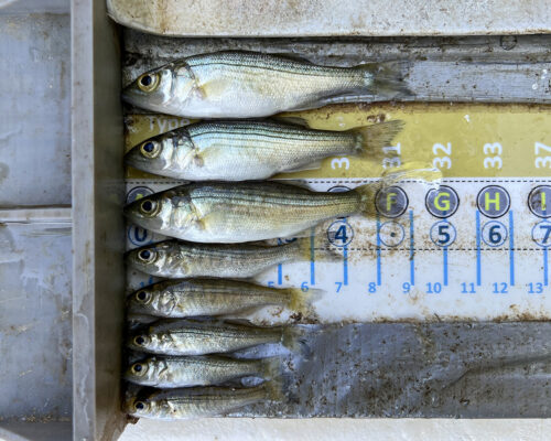 Bay Rockfish Survey Brings Bad News, Possible Fishing Bans