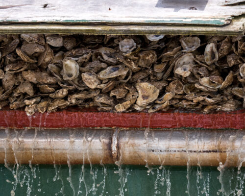 Locations Picked for Three Large-Scale New Oyster Restoration Reefs in MD