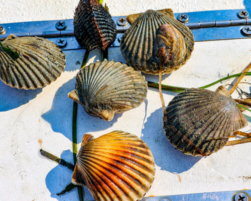 Bay Scallops Bounce Back, Approach Level Needed for Recreational Harvest