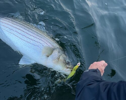 East Coast Striped Bass Managers to Consider More Rockfish Season Closures