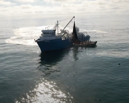 Menhaden Boats vs. Offshore Wind Industry: Omega Pushes for Ocean Buffer Zone