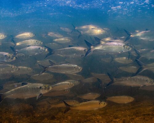 VA Denies Petition to Set Catch Limits for Hickory Shad