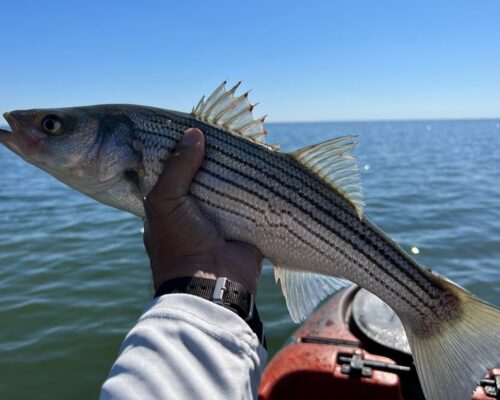 East Coast Managers Delay Tightening Striped Bass Limits Until 2026