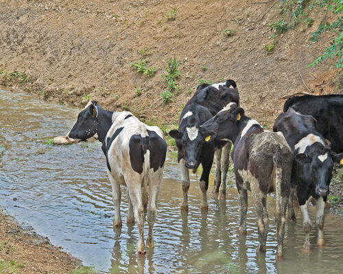 VA to Pay Farmers for Pollution Cuts in New Pilot Program