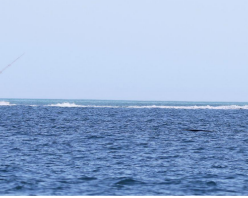 NOAA Drops Proposed Whale-Protecting Offshore Speed Limit for Smaller Boats