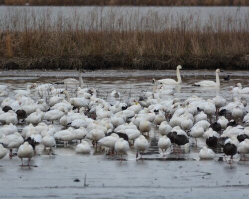 Bird Flu Found in Eastern Shore Snow Geese, Poultry Industry Concerns Mount