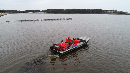 Snakehead Study Finds Nearly All of Dorchester’s Native Fish in Decline