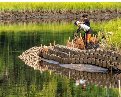 Living Shoreline for the Pope: Church Teams up with Bay Foundation in Honor of Pontiff’s Legacy