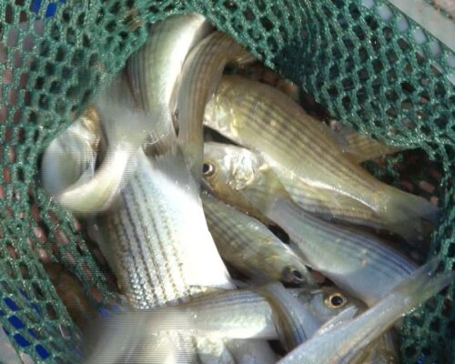 Will Cold, Icy Winter Give Rockfish Population a Fighting Chance? We Ask Experts